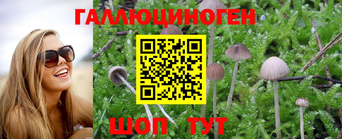 Псилоцибиновые грибы GOLDEN TEACHER Карталы